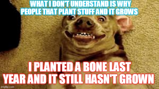 wait what | WHAT I DON'T UNDERSTAND IS WHY PEOPLE THAT PLANT STUFF AND IT GROWS; I PLANTED A BONE LAST YEAR AND IT STILL HASN'T GROWN | image tagged in what | made w/ Imgflip meme maker