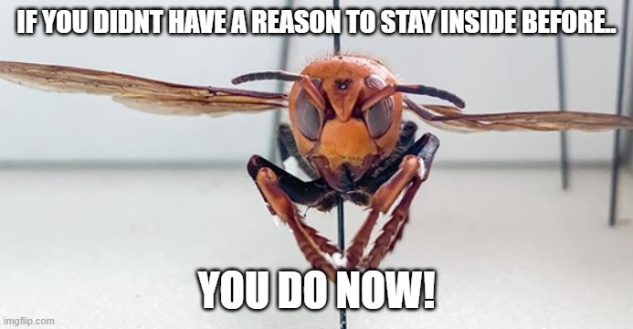 stay inside cuz there be murder hornets. | IF YOU DIDNT HAVE A REASON TO STAY INSIDE BEFORE.. YOU DO NOW! | image tagged in murder hornet | made w/ Imgflip meme maker
