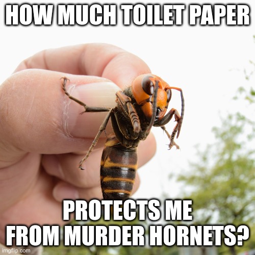The question we're all afraid to ask | HOW MUCH TOILET PAPER; PROTECTS ME FROM MURDER HORNETS? | image tagged in murder hornet | made w/ Imgflip meme maker