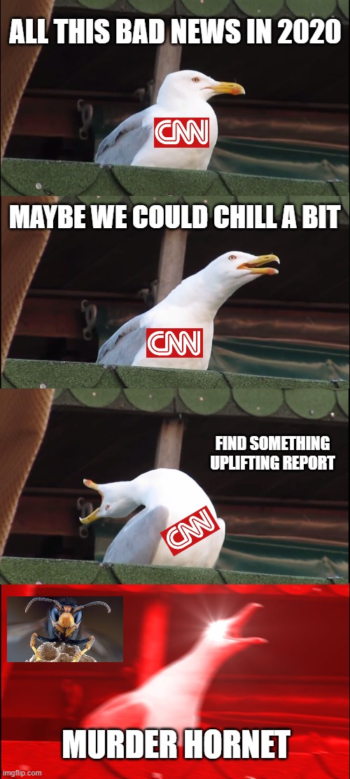 how news is made | ALL THIS BAD NEWS IN 2020; MAYBE WE COULD CHILL A BIT; FIND SOMETHING UPLIFTING REPORT; MURDER HORNET | image tagged in memes,inhaling seagull,media,outrage,murder hornet | made w/ Imgflip meme maker