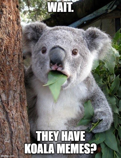 Wait | WAIT. THEY HAVE KOALA MEMES? | image tagged in suprised koala | made w/ Imgflip meme maker