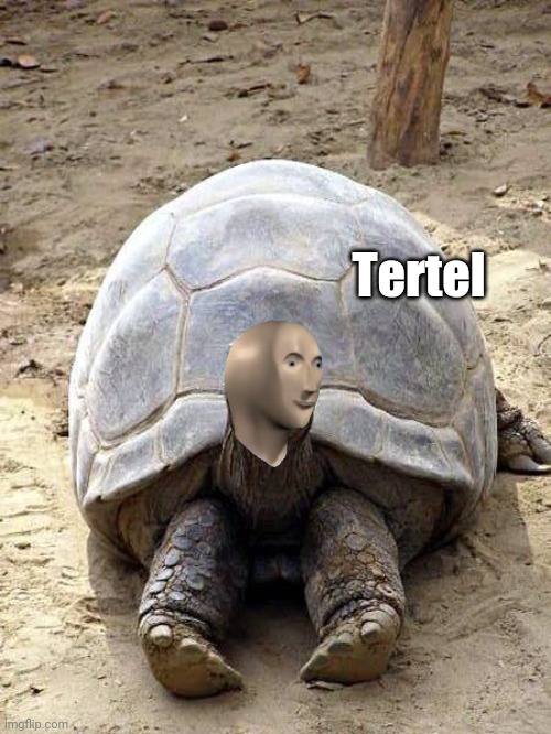Tertel | Tertel | image tagged in memes,meme man,stonks,turtle | made w/ Imgflip meme maker