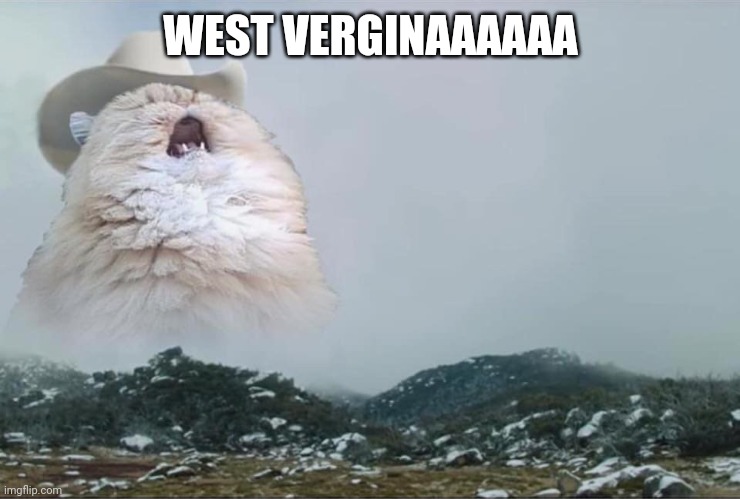 Screaming Cowboy Cat | WEST VERGINAAAAAA | image tagged in screaming cowboy cat | made w/ Imgflip meme maker