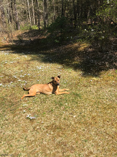 She’s waiting for the wild strawberries | image tagged in springtime | made w/ Imgflip meme maker