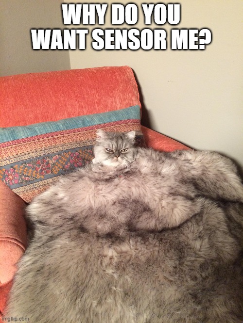 fat cat | WHY DO YOU WANT SENSOR ME? | image tagged in funny memes | made w/ Imgflip meme maker