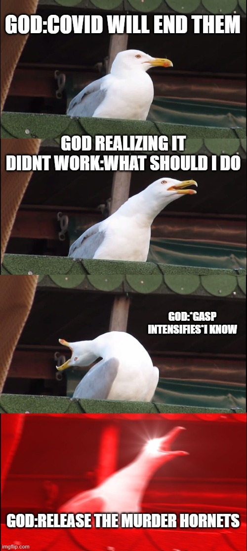 Inhaling Seagull Meme | GOD:COVID WILL END THEM; GOD REALIZING IT DIDNT WORK:WHAT SHOULD I DO; GOD:*GASP INTENSIFIES*I KNOW; GOD:RELEASE THE MURDER HORNETS | image tagged in memes,inhaling seagull | made w/ Imgflip meme maker
