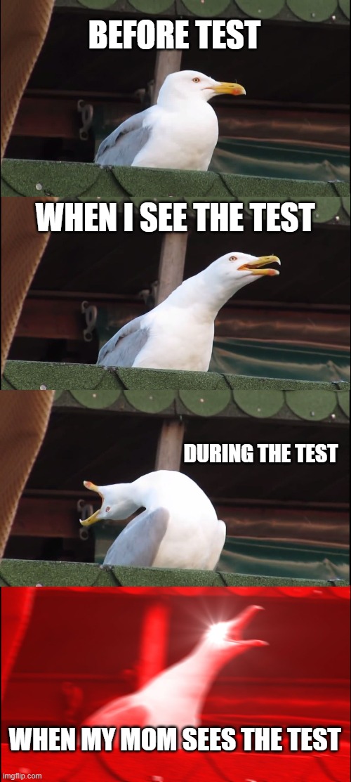 The TEST | BEFORE TEST; WHEN I SEE THE TEST; DURING THE TEST; WHEN MY MOM SEES THE TEST | image tagged in memes,inhaling seagull | made w/ Imgflip meme maker