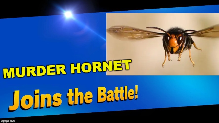 first covid-19, then this... | MURDER HORNET | image tagged in blank joins the battle,super smash bros,murder hornet | made w/ Imgflip meme maker