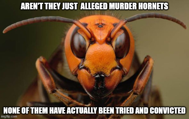 They Are Innocent Until Proven Guilty! | AREN'T THEY JUST  ALLEGED MURDER HORNETS; NONE OF THEM HAVE ACTUALLY BEEN TRIED AND CONVICTED | image tagged in murder hornets | made w/ Imgflip meme maker