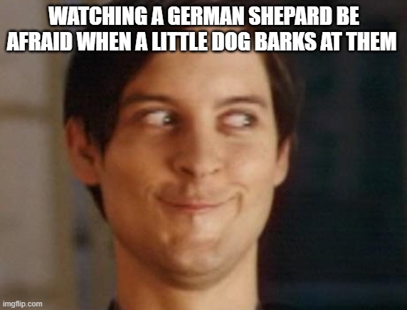 Spiderman Peter Parker | WATCHING A GERMAN SHEPARD BE AFRAID WHEN A LITTLE DOG BARKS AT THEM | image tagged in memes,spiderman peter parker | made w/ Imgflip meme maker