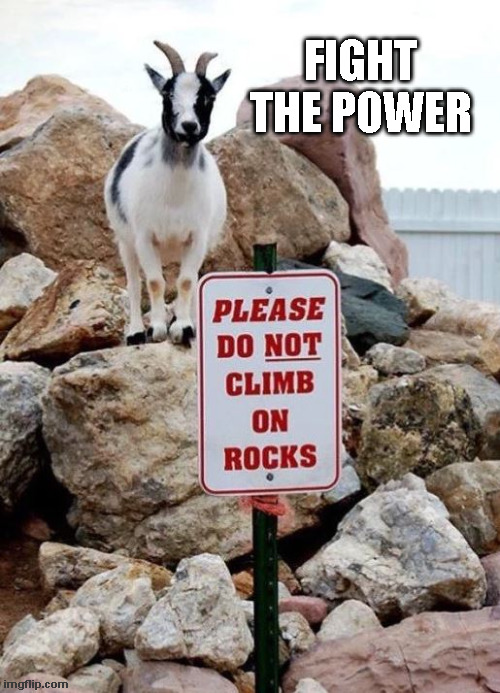 Fight the Power | FIGHT THE POWER | image tagged in goat,rocks | made w/ Imgflip meme maker