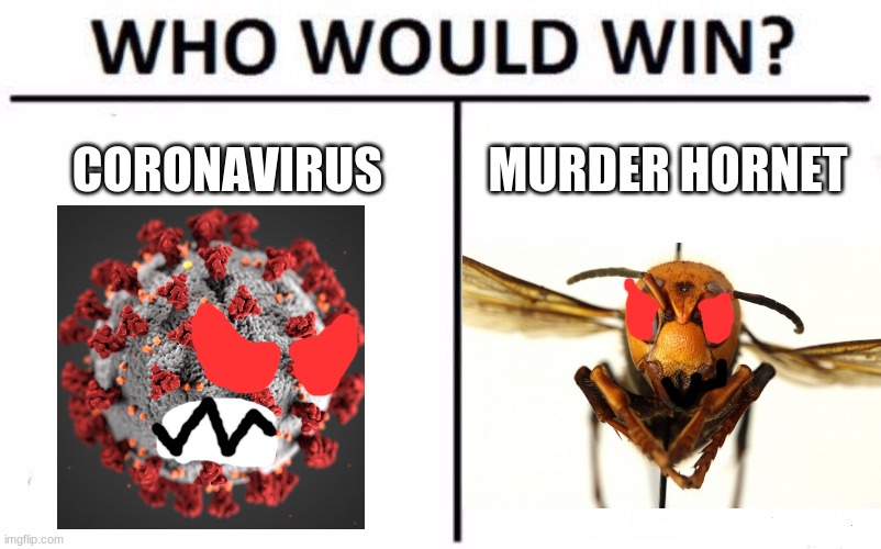 Who Would Win? |  CORONAVIRUS; MURDER HORNET | image tagged in memes,who would win,coronavirus,murder hornet | made w/ Imgflip meme maker