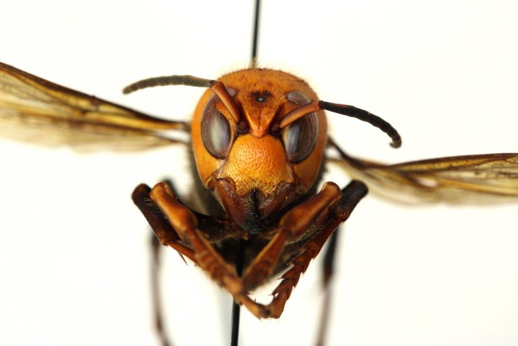 Murder hornet Blank Meme Template