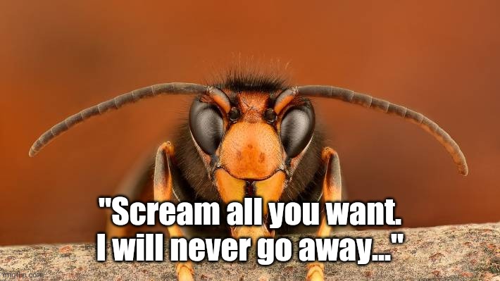 Murder Hornet | "Scream all you want. I will never go away..." | image tagged in murder hornet | made w/ Imgflip meme maker