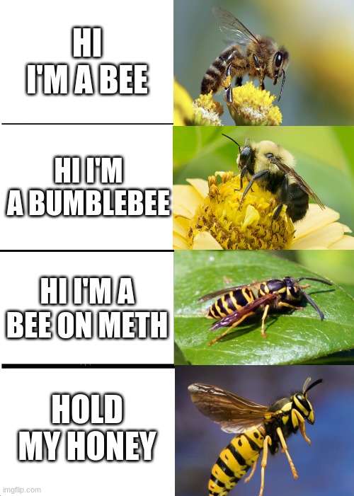 NO NO NO NO NO NO NO NO NO NO NO NO NO NO NO NO | HI I'M A BEE; HI I'M A BUMBLEBEE; HI I'M A BEE ON METH; HOLD MY HONEY | image tagged in memes,expanding brain | made w/ Imgflip meme maker