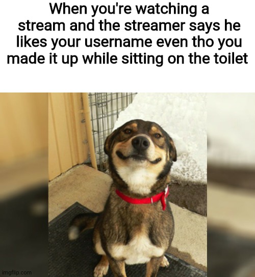 True story | When you're watching a stream and the streamer says he likes your username even tho you made it up while sitting on the toilet | image tagged in proud dog | made w/ Imgflip meme maker