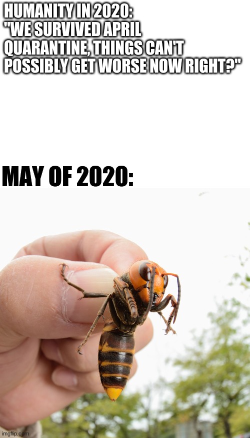 2020 Downward Spiral | HUMANITY IN 2020: "WE SURVIVED APRIL QUARANTINE, THINGS CAN'T POSSIBLY GET WORSE NOW RIGHT?"; MAY OF 2020: | image tagged in blank white template,murder hornet | made w/ Imgflip meme maker