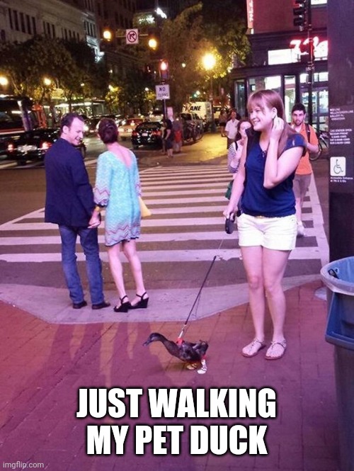 GOING FOR A WALK | JUST WALKING MY PET DUCK | image tagged in duck | made w/ Imgflip meme maker