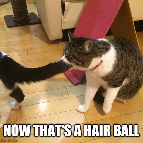 HAIRBALL | NOW THAT'S A HAIR BALL | image tagged in cats,funny cats | made w/ Imgflip meme maker