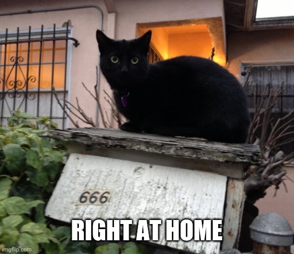 SATAN'S CAT | RIGHT AT HOME | image tagged in cats,funny cats | made w/ Imgflip meme maker