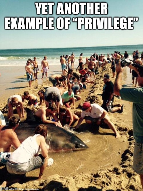 Morons Saving a Great White | YET ANOTHER EXAMPLE OF “PRIVILEGE” | image tagged in morons saving a great white | made w/ Imgflip meme maker