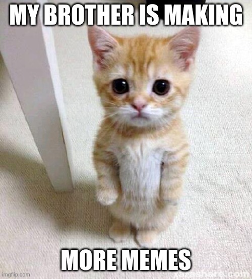 Cute Cat | MY BROTHER IS MAKING; MORE MEMES | image tagged in memes,cute cat | made w/ Imgflip meme maker