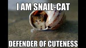 High Quality Snail Cat Blank Meme Template