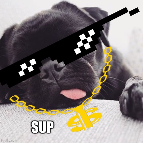 Cool pug | SUP | image tagged in funny dogs | made w/ Imgflip meme maker