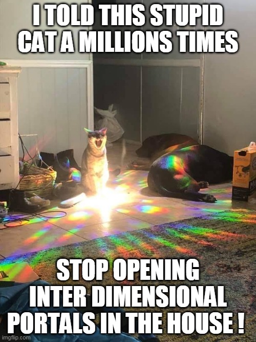 Not Really Original Inter Dimensional Kitty | I TOLD THIS STUPID CAT A MILLIONS TIMES; STOP OPENING INTER DIMENSIONAL PORTALS IN THE HOUSE ! | image tagged in cats | made w/ Imgflip meme maker