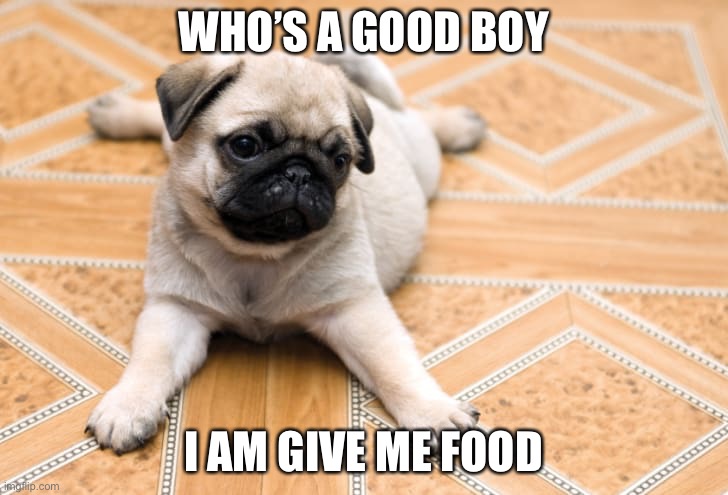 Cute hungry pug | WHO’S A GOOD BOY; I AM GIVE ME FOOD | image tagged in dogs | made w/ Imgflip meme maker