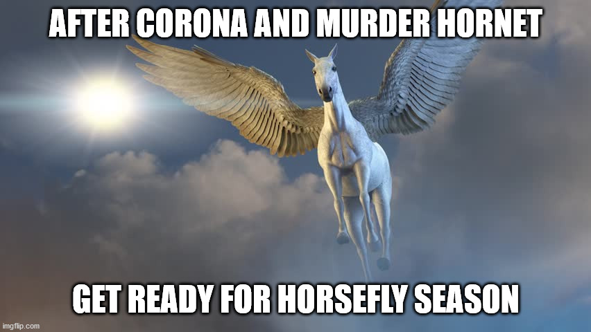 AFTER CORONA AND MURDER HORNET; GET READY FOR HORSEFLY SEASON | image tagged in horse | made w/ Imgflip meme maker