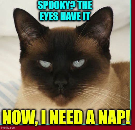 It's hard being spooky! | SPOOKY? THE EYES HAVE IT; NOW, I NEED A NAP! | image tagged in vince vance,cats,persian cat,nap time,spooky,funny cat memes | made w/ Imgflip meme maker