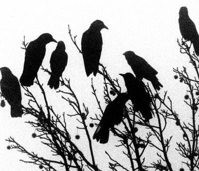 Murder of Crows Blank Meme Template