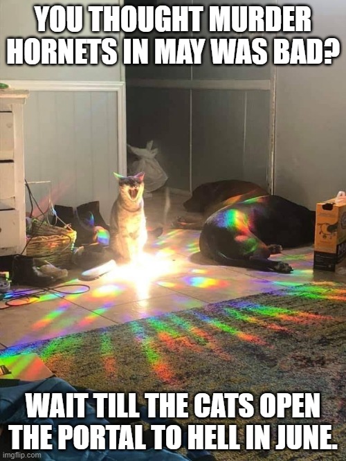 Murder Hornets? Oh please... | YOU THOUGHT MURDER HORNETS IN MAY WAS BAD? WAIT TILL THE CATS OPEN THE PORTAL TO HELL IN JUNE. | image tagged in murder hornet,funny cats,hell | made w/ Imgflip meme maker
