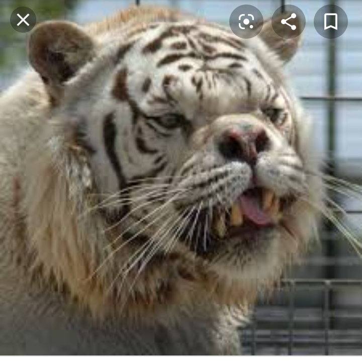 Tiger Blank Meme Template