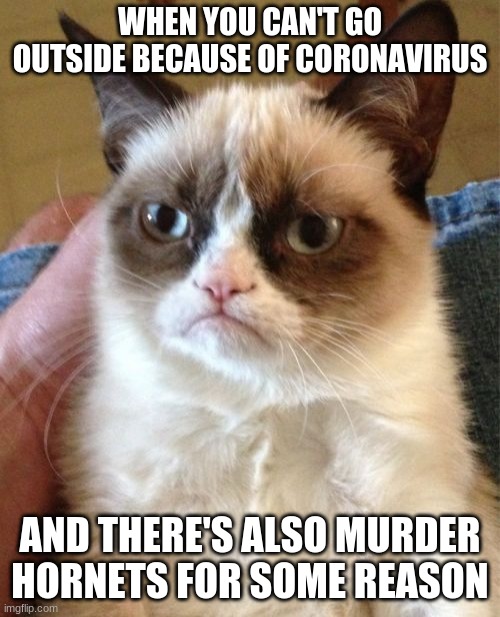 Grumpy Cat | WHEN YOU CAN'T GO OUTSIDE BECAUSE OF CORONAVIRUS; AND THERE'S ALSO MURDER HORNETS FOR SOME REASON | image tagged in memes,grumpy cat | made w/ Imgflip meme maker