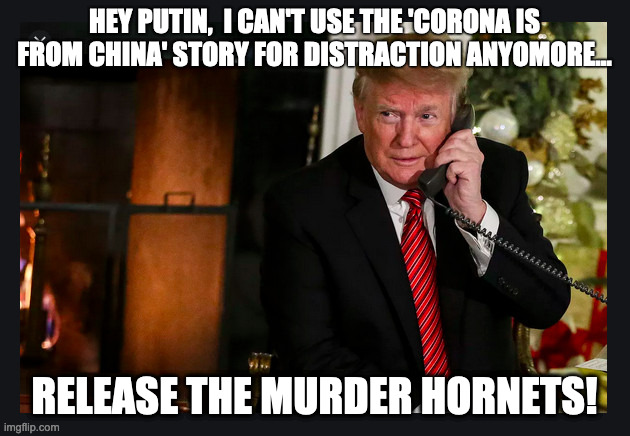 Hey Putie! | HEY PUTIN,  I CAN'T USE THE 'CORONA IS FROM CHINA' STORY FOR DISTRACTION ANYOMORE... RELEASE THE MURDER HORNETS! | image tagged in trump | made w/ Imgflip meme maker