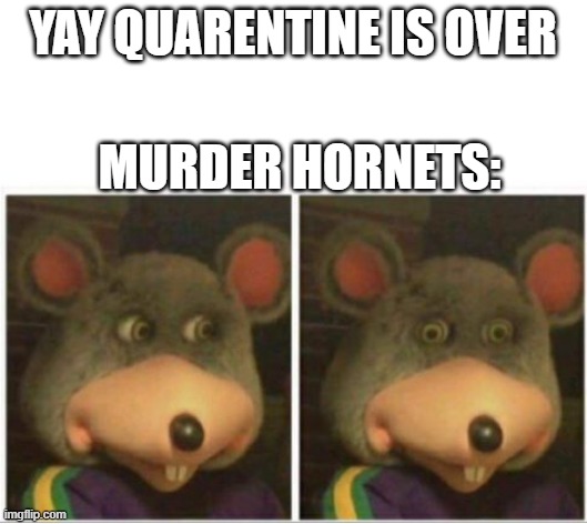 uh oh | YAY QUARENTINE IS OVER; MURDER HORNETS: | image tagged in chuck e cheese rat stare | made w/ Imgflip meme maker