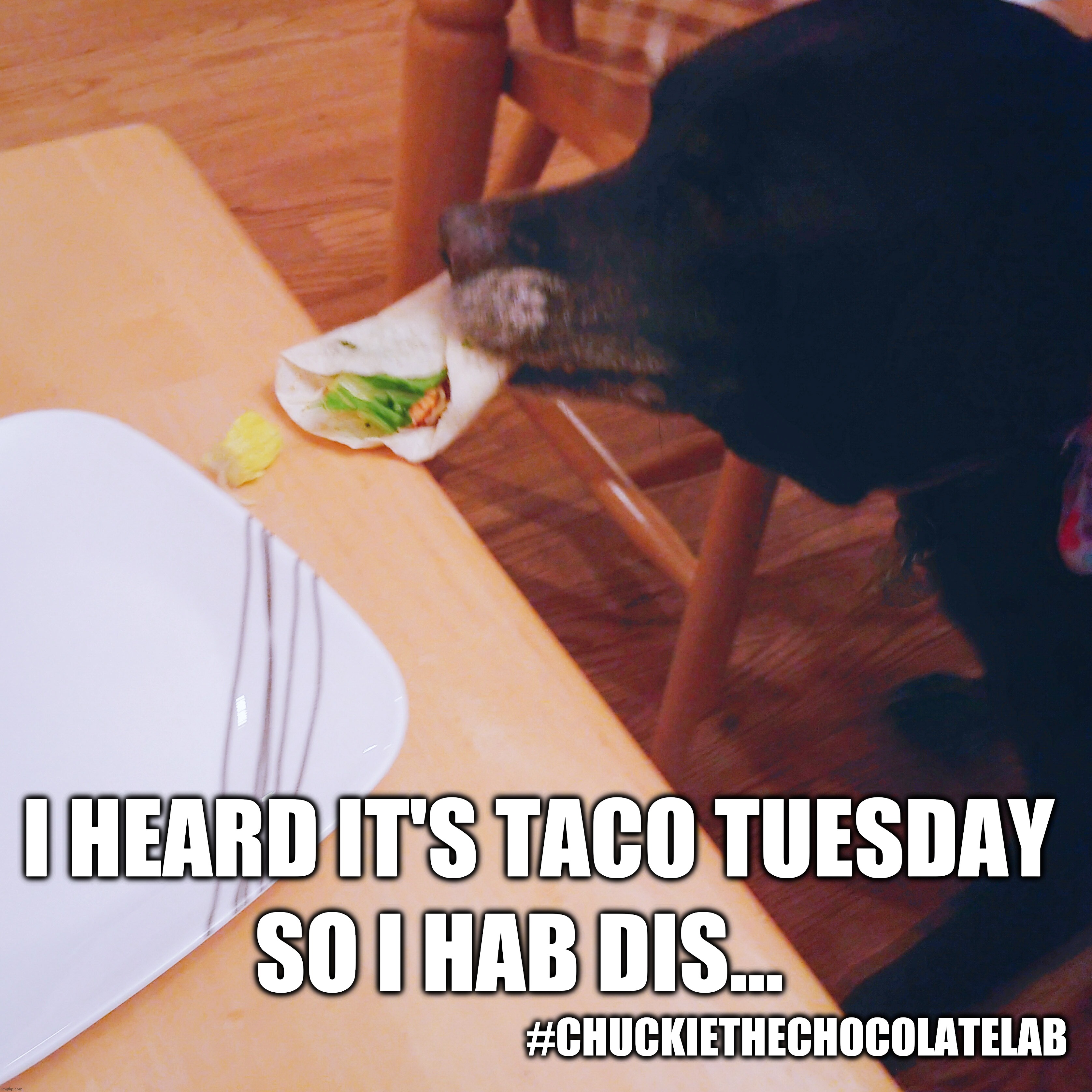 Taco Tuesday | I HEARD IT'S TACO TUESDAY; SO I HAB DIS... #CHUCKIETHECHOCOLATELAB | image tagged in taco tuesday,chuckie the chocolate lab,dogs,funny,cinco de mayo,taco | made w/ Imgflip meme maker