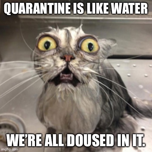 Quarantine Cat | QUARANTINE IS LIKE WATER; WE’RE ALL DOUSED IN IT. | image tagged in memes | made w/ Imgflip meme maker