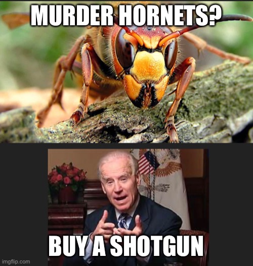 Joe Biden on Murder Hornets | MURDER HORNETS? BUY A SHOTGUN | image tagged in joe biden | made w/ Imgflip meme maker