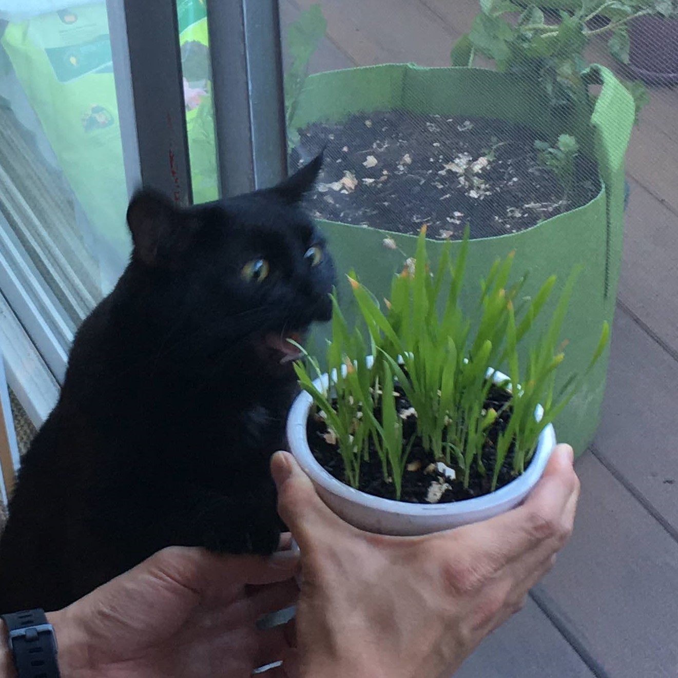 High Quality Cat grass cat Blank Meme Template