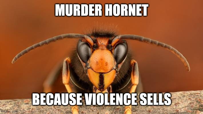 Murder Hornet | MURDER HORNET BECAUSE VIOLENCE SELLS | image tagged in murder hornet | made w/ Imgflip meme maker