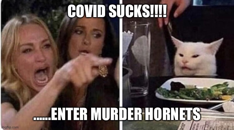 Confused Cat, screaming lady | COVID SUCKS!!!! ......ENTER MURDER HORNETS | image tagged in confused cat screaming lady | made w/ Imgflip meme maker