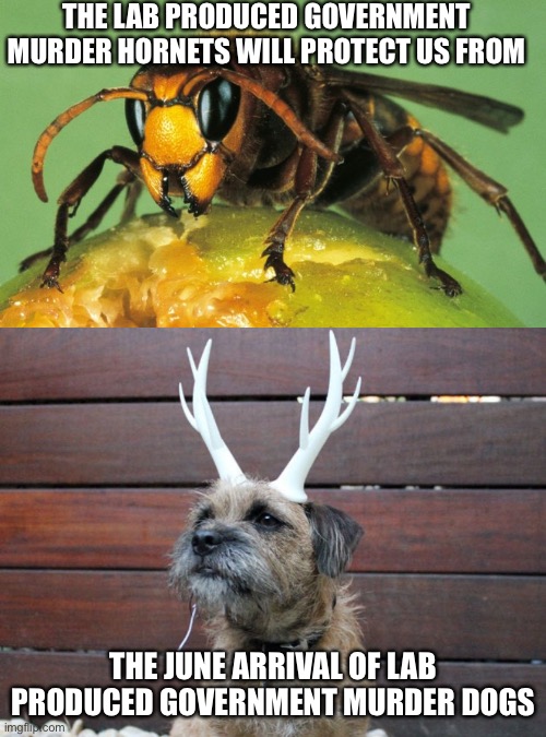 Murder Dog | THE LAB PRODUCED GOVERNMENT MURDER HORNETS WILL PROTECT US FROM; THE JUNE ARRIVAL OF LAB PRODUCED GOVERNMENT MURDER DOGS | image tagged in murder hornet | made w/ Imgflip meme maker