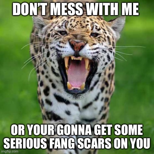 Don’t mess with the Jaguar | DON’T MESS WITH ME; OR YOUR GONNA GET SOME SERIOUS FANG SCARS ON YOU | image tagged in big cats | made w/ Imgflip meme maker