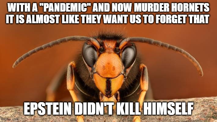 Epstein Hornet | WITH A "PANDEMIC" AND NOW MURDER HORNETS IT IS ALMOST LIKE THEY WANT US TO FORGET THAT; EPSTEIN DIDN'T KILL HIMSELF | image tagged in murder hornet,coronavirus,jeffrey epstein,epstein | made w/ Imgflip meme maker
