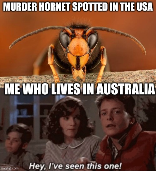 I've seen worse | MURDER HORNET SPOTTED IN THE USA; ME WHO LIVES IN AUSTRALIA | image tagged in hey i've seen this one,murder hornet,memes | made w/ Imgflip meme maker