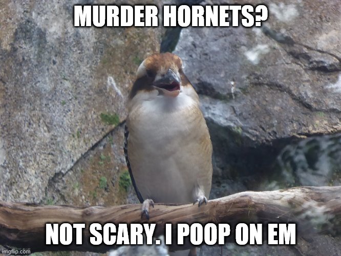Talking Bird | MURDER HORNETS? NOT SCARY. I POOP ON EM | image tagged in talking bird | made w/ Imgflip meme maker