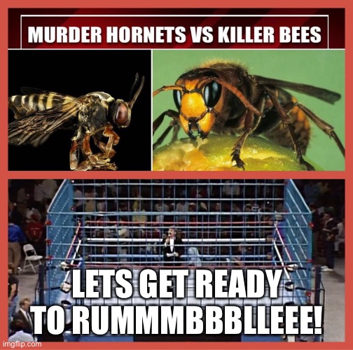 Killer Bees versus Murder Hornets | LETS GET READY TO RUMMMBBBLLEEE! | image tagged in killer bees,murder hornets,funny,cage match,insects | made w/ Imgflip meme maker